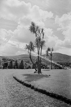 ICA DRACINIA CABBAGE PALMS